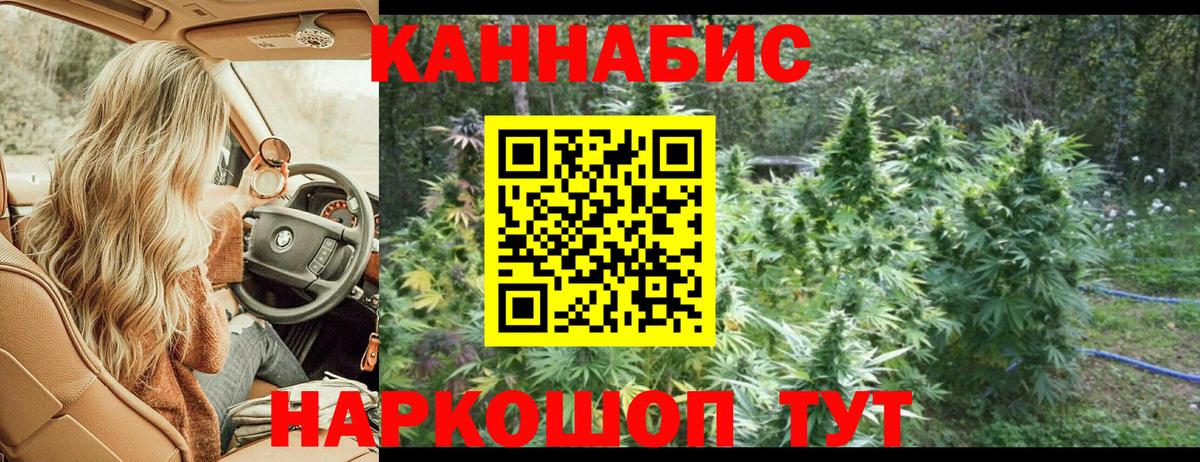 Каннабис индика Шатура